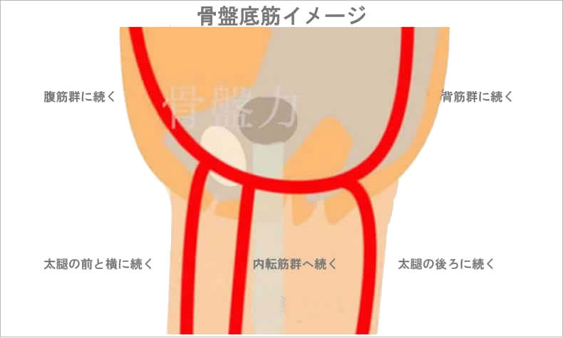 骨盤底筋