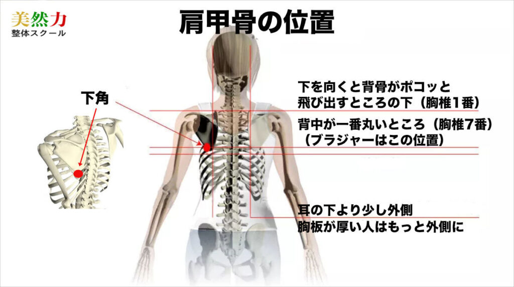 肩甲骨