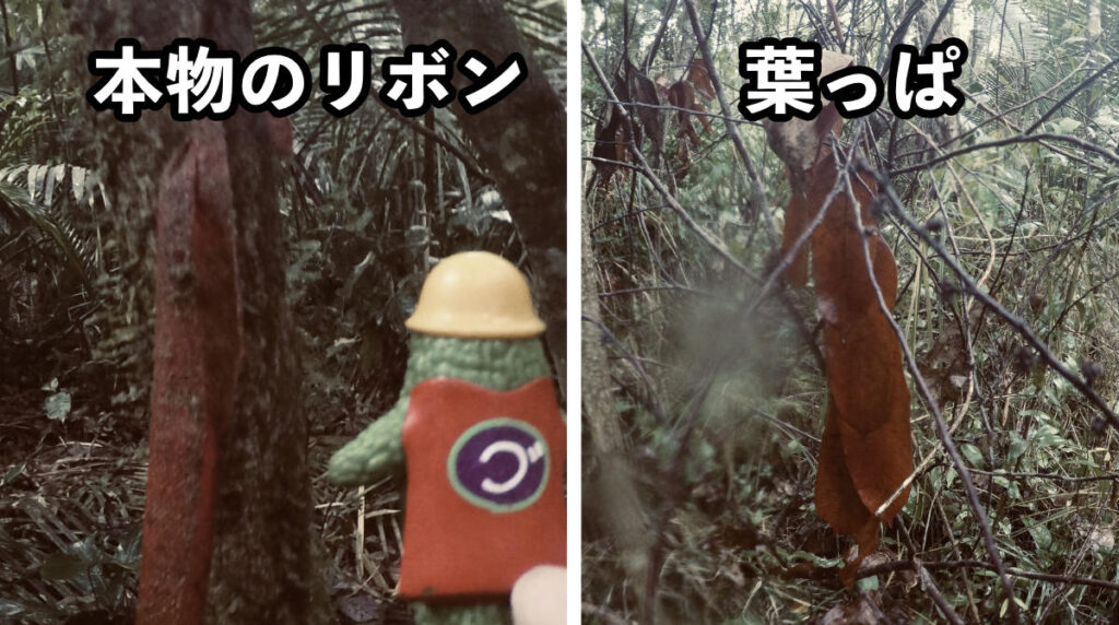 ジャングル