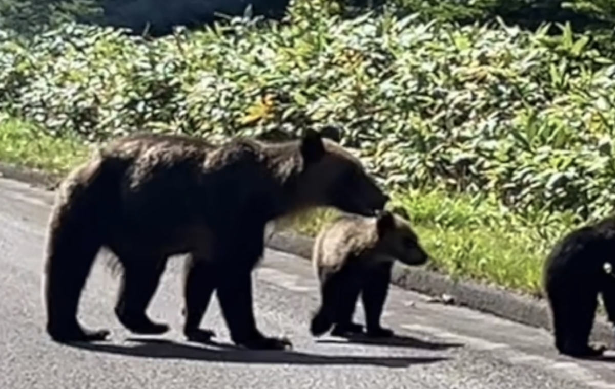 ヒグマがいた